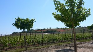 Weingärten der Domaine la Jasse.