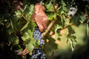 Weinreben in den Weingärten von Marqués de Cáceres