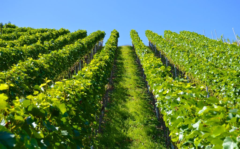 Weinreben in der Hitze des Sommers