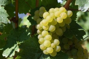 Das Weingut Prince Stirbey hat sich vor allem auf weiße autochthone Rebsorten spezialisiert. 