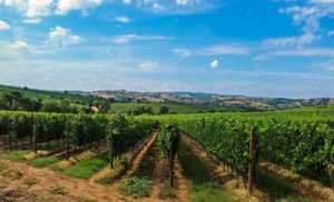 TOSKANA: In einer bestechend schönen Landschaft entstehen einige der besten Weine der Welt.