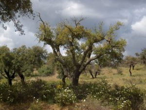 Eine Korkeiche in Portugal. 