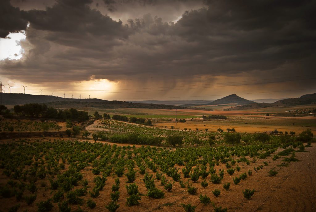 Die Weinberge von Ego Bodegas in Jumilla.