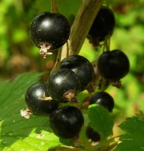 Gute Basis für einen herrlichen Créme de Cassis: saftige reife Johannisbeeren.