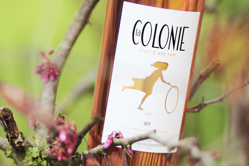 Der neue Rose La Colonie ist da!