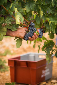 Weinernte in der Rioja Alta.