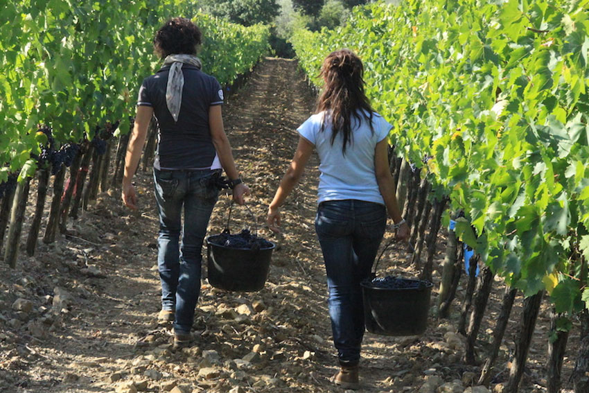 Zwei Frauen mit Trauben im Weinberg. © Tenuta di Collosorbo