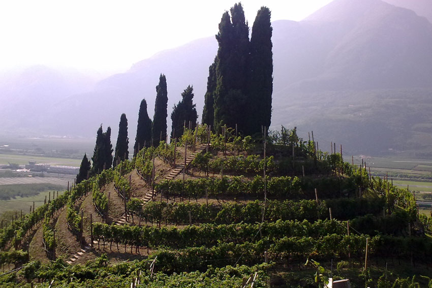 Charakteristischer Weinberg: Der "Ameisenhügel" von San Rocco bestimmt das Landschaftsbild rund um die Stadt Trento.