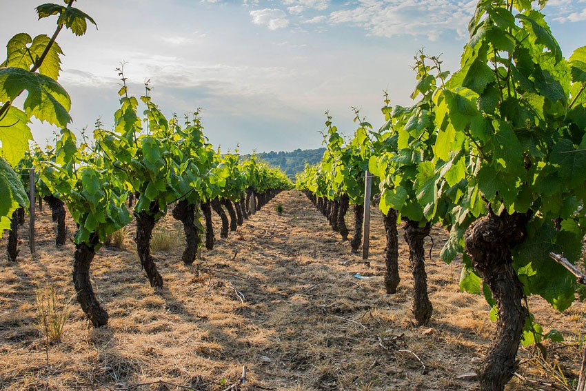 Die Weine aus dem Beaujolais stehen wie keine anderen für perfekte Anmut, unwiderstehlichen Charme und bestehende Frucht.