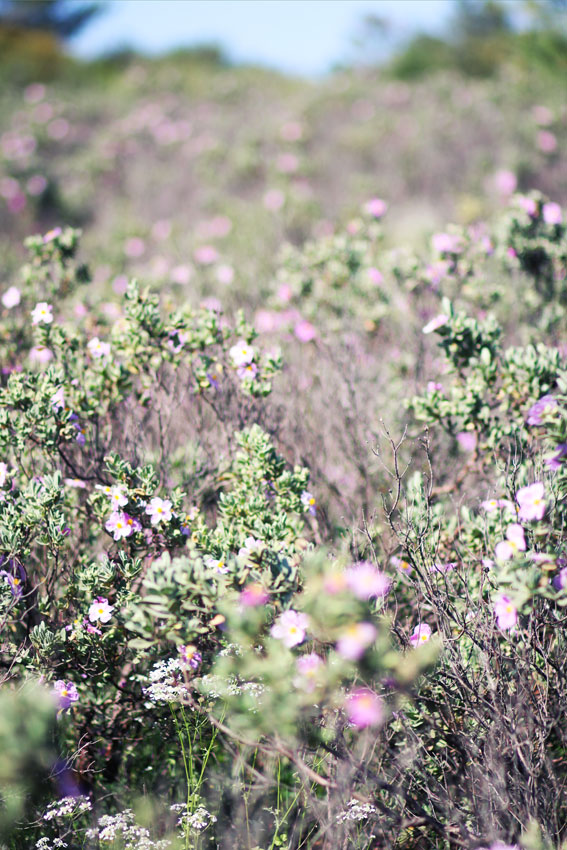 Kräuter und Blumen im Weingarten der Garrigue