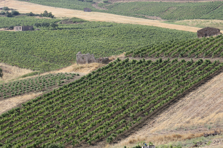 Steinruine eines Bagli in Sizilien von Weinbergen umgeben.