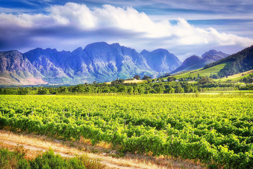 Weinberge in Südafrika