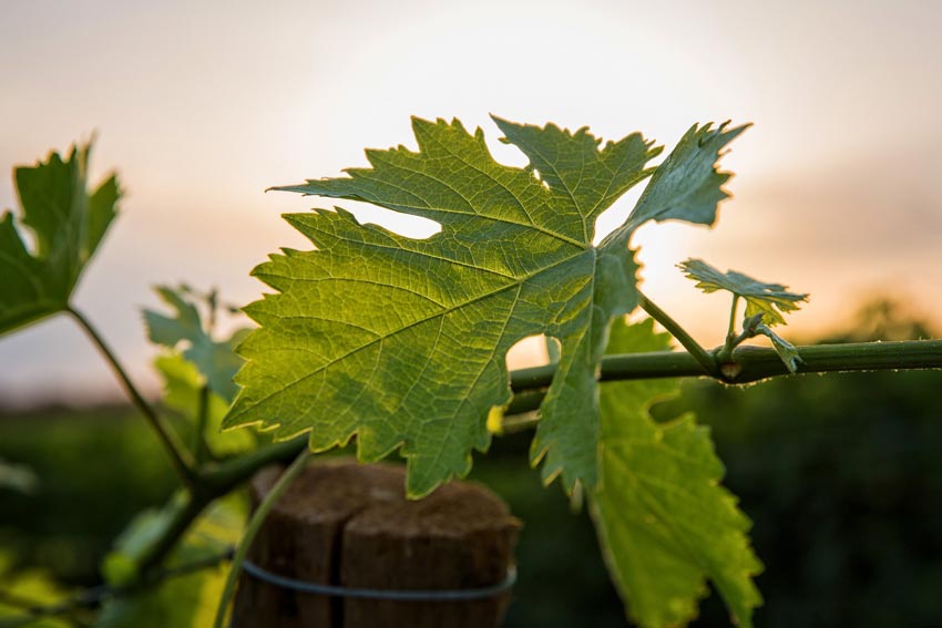 Weinblatt im Weingarten