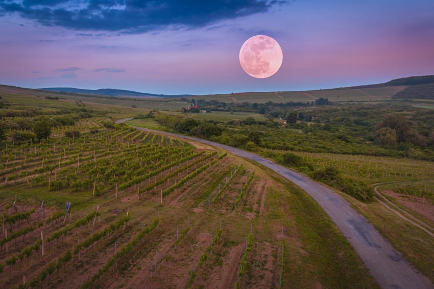 Weinberg bei Vollmond