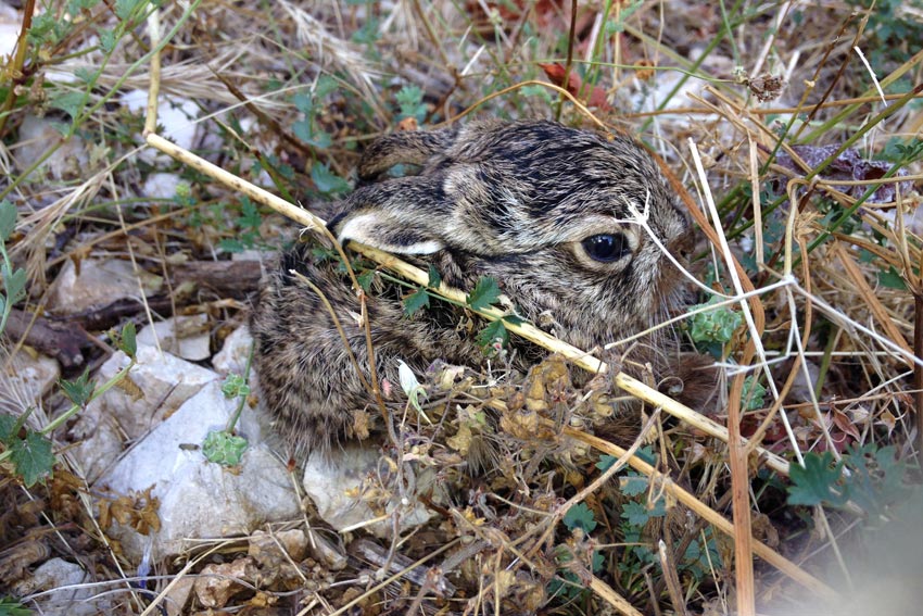 Kleiner Hase im Weinberg