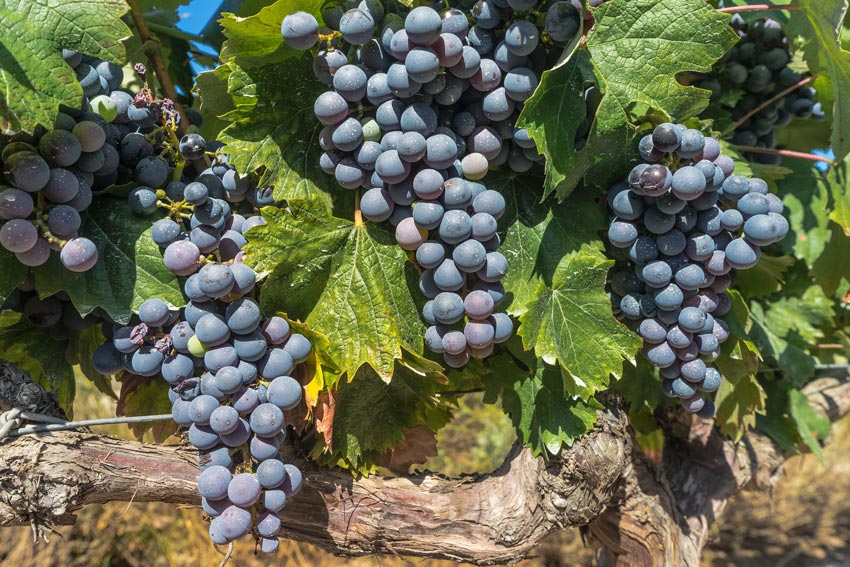 Cabernet Sauvignon Reben im Weinberg.