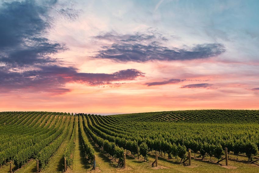 Weinberg mit Sonnenuntergang