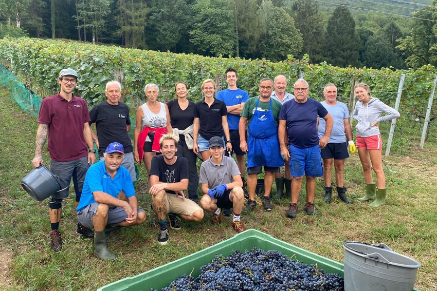 Ernteteam  bei der Weinlese am Weingut Gottardi