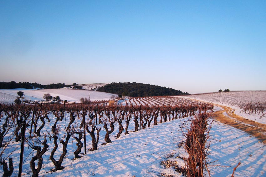 Schneebedeckte winterliche Weinberge im Süden Frankreichs