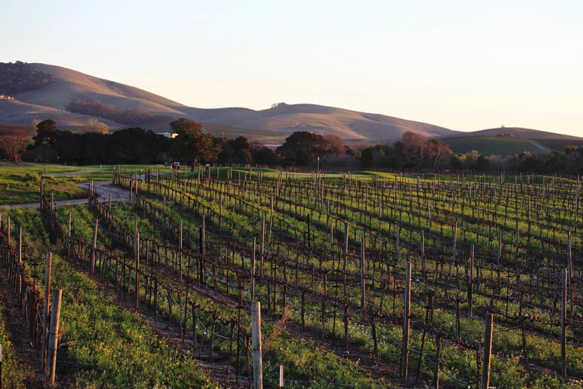 Weinberge im Napa Valley