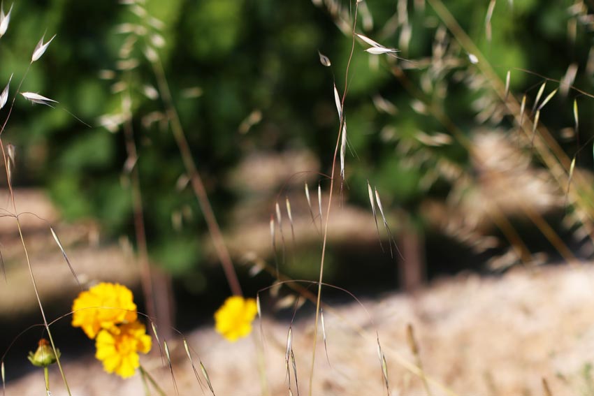 Weinberg mit Pflanzen und Blumen im Frühling