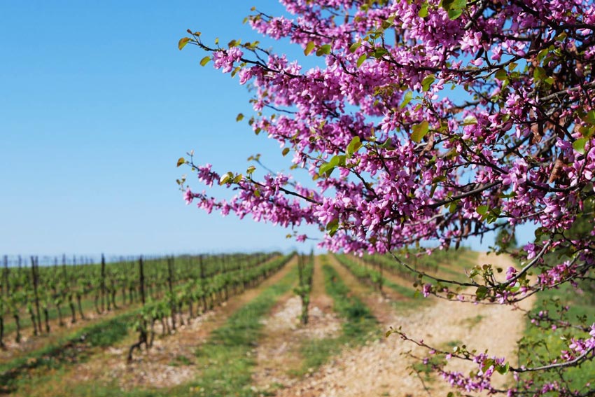 Weinberge und ein pink blühender Weichselbaum.