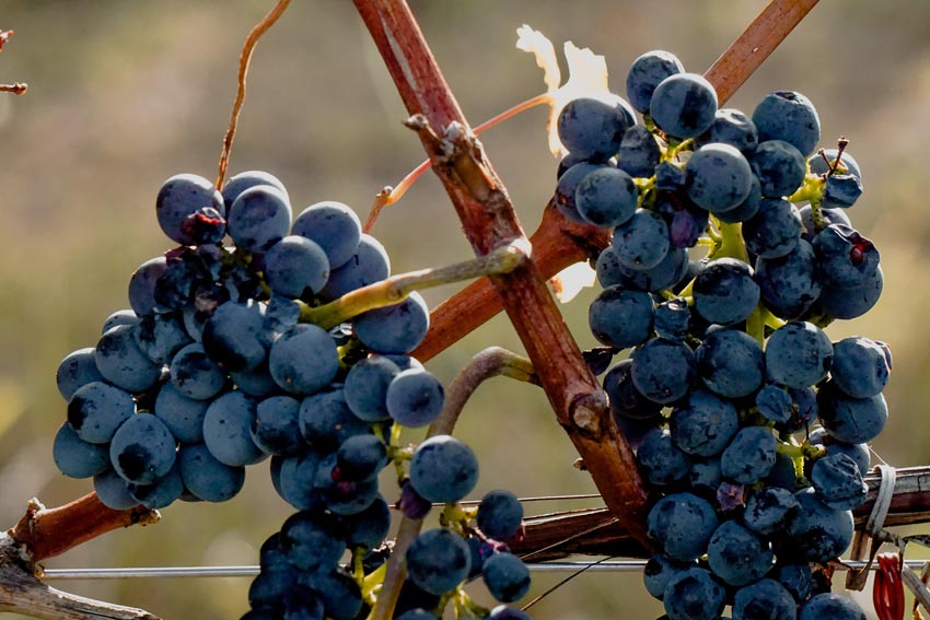 Reife Pinot Noir Trauben am Rebstock