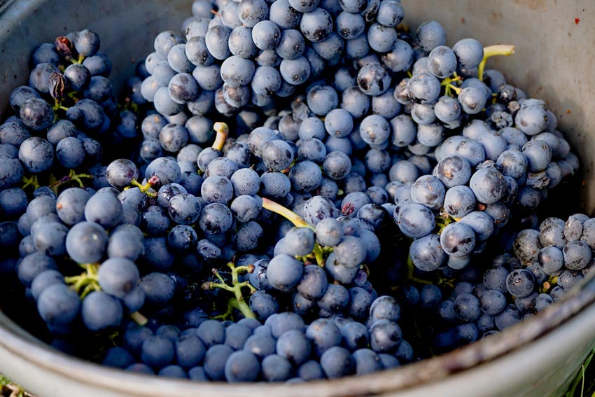 Eine Schale voller Pinot Noir Trauben