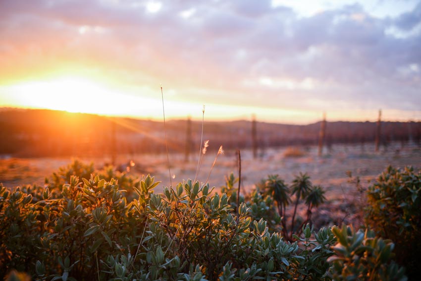 Die Weinberge der Domaine Montlobre im Winter