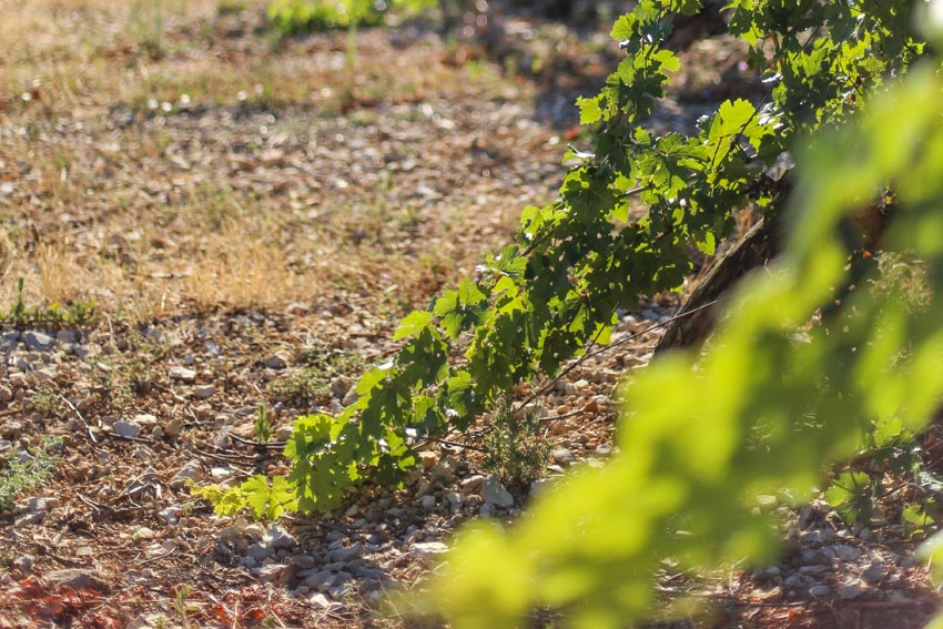 Boden im Weingarten