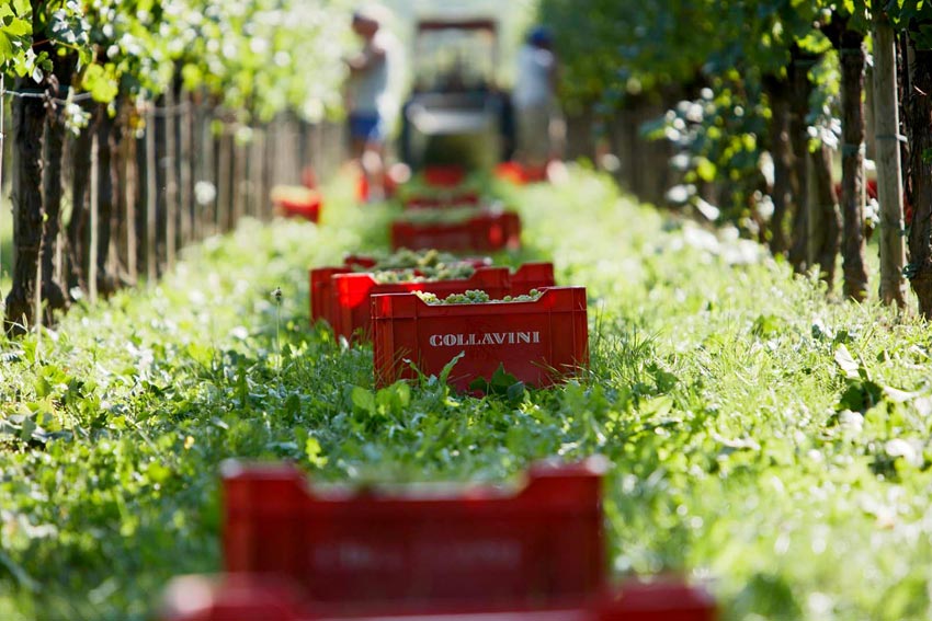 In den Weingärten von Collavini beginnt die Ernte - Kisten mit Trauben stehen im Weingarten