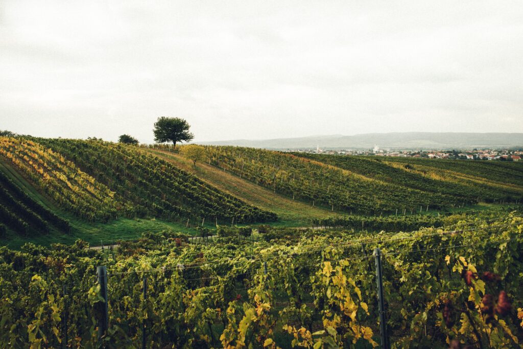 Die Weinberge von Deutschkreutz im Burgenland.