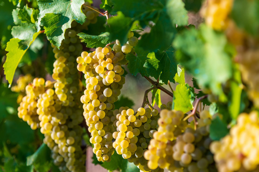 Chardonnaytrauben am Rebstock von der Sonne beleuchtet