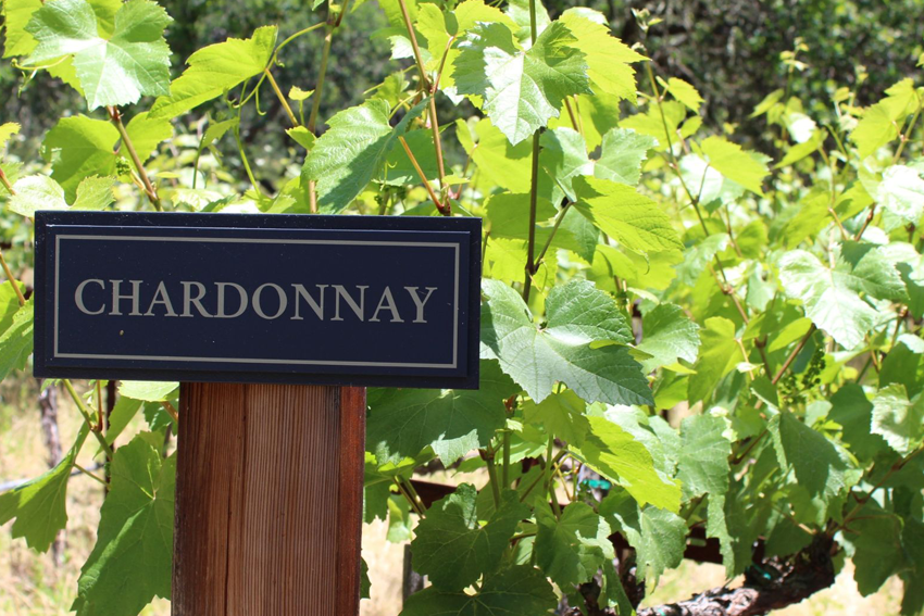 Ein Schild mit der Aufschrift Chardonnay im Weinberg
