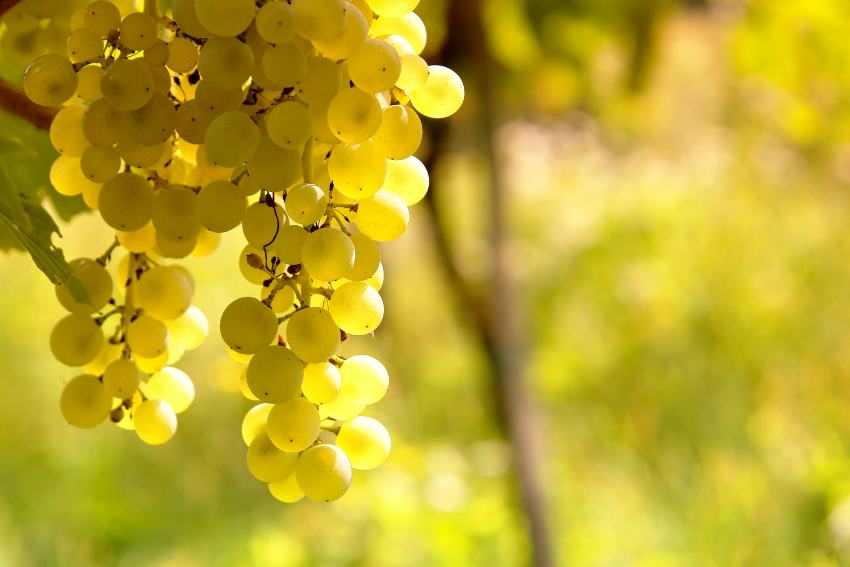 Sauvignon-Trauben am Rebstock