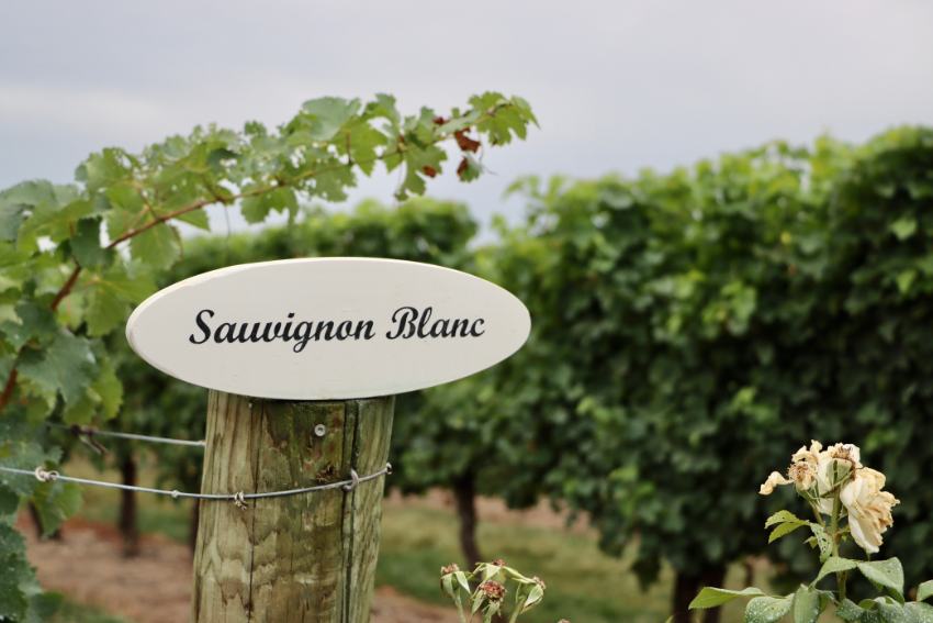 Weingarten mit einem Schild auf dem Sauvignon Blanc steht.
