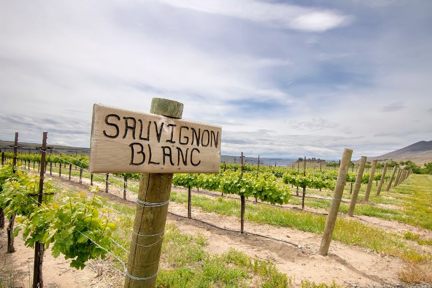 Weingarten mit einem Holzschild, auf dem Sauvignon Blanc steht