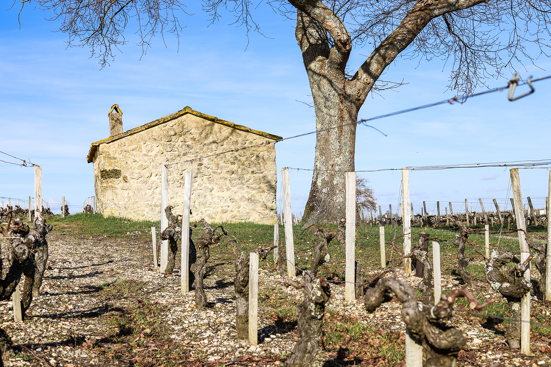 Weingarten und altes Gebäude von Château Sociandp-Mallet