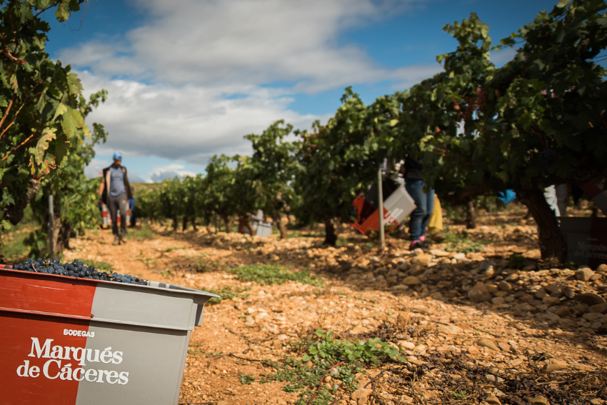 Weingärten von Marques de Caceres