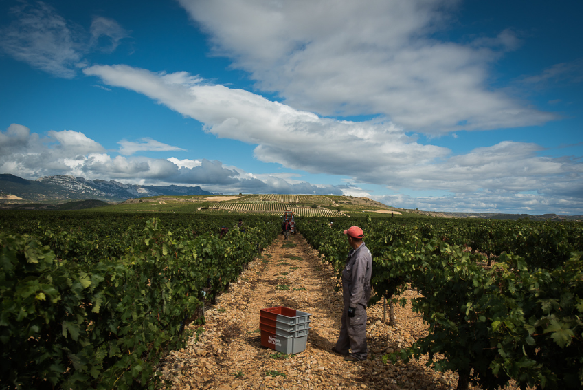 Ein Erntehelfer in den Weinbergen von Maruqes de Caceres