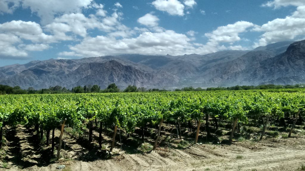 Weinberge in Argentinien