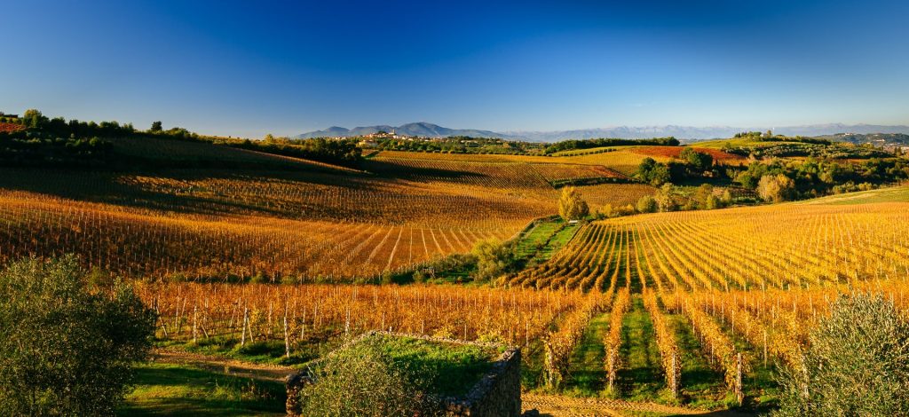 WEinberge von la Spinetta